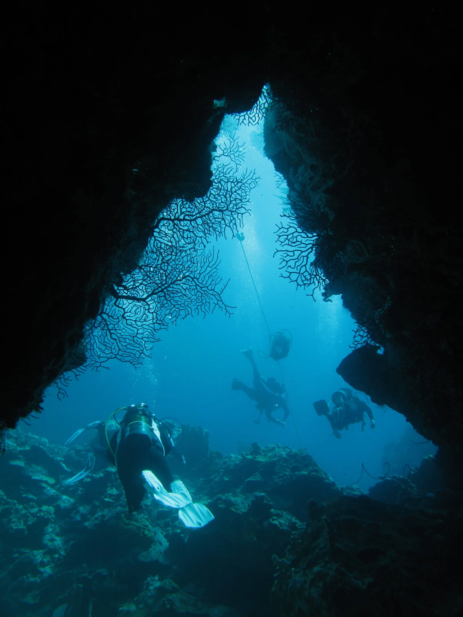 Faille sous-marine tapissée de gorgones, sur un site du club